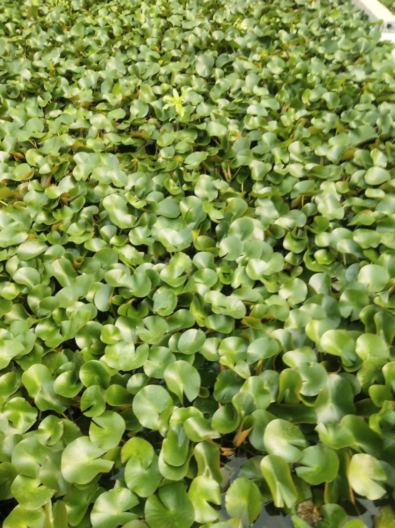 睡莲自产自销睡莲种植基地睡莲60万低价处理
