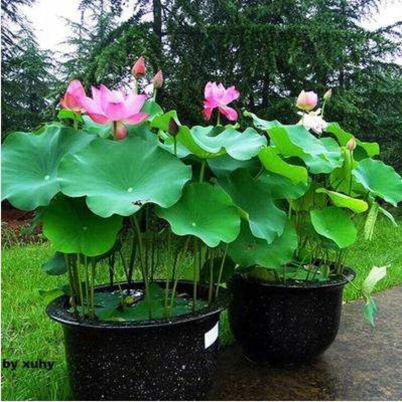 碗莲自产自销碗莲种植基地碗莲农户直销