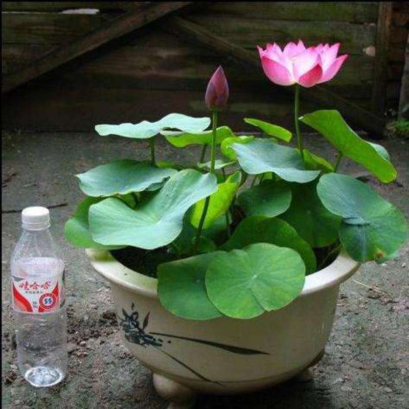 碗莲自产自销碗莲种植基地碗莲农户直销