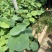 碗莲自产自销碗莲种植基地碗莲农户直销