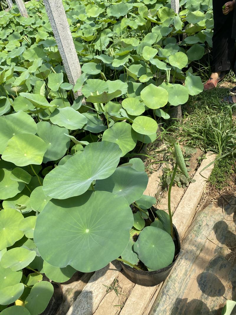 碗莲自产自销碗莲种植基地碗莲农户直销