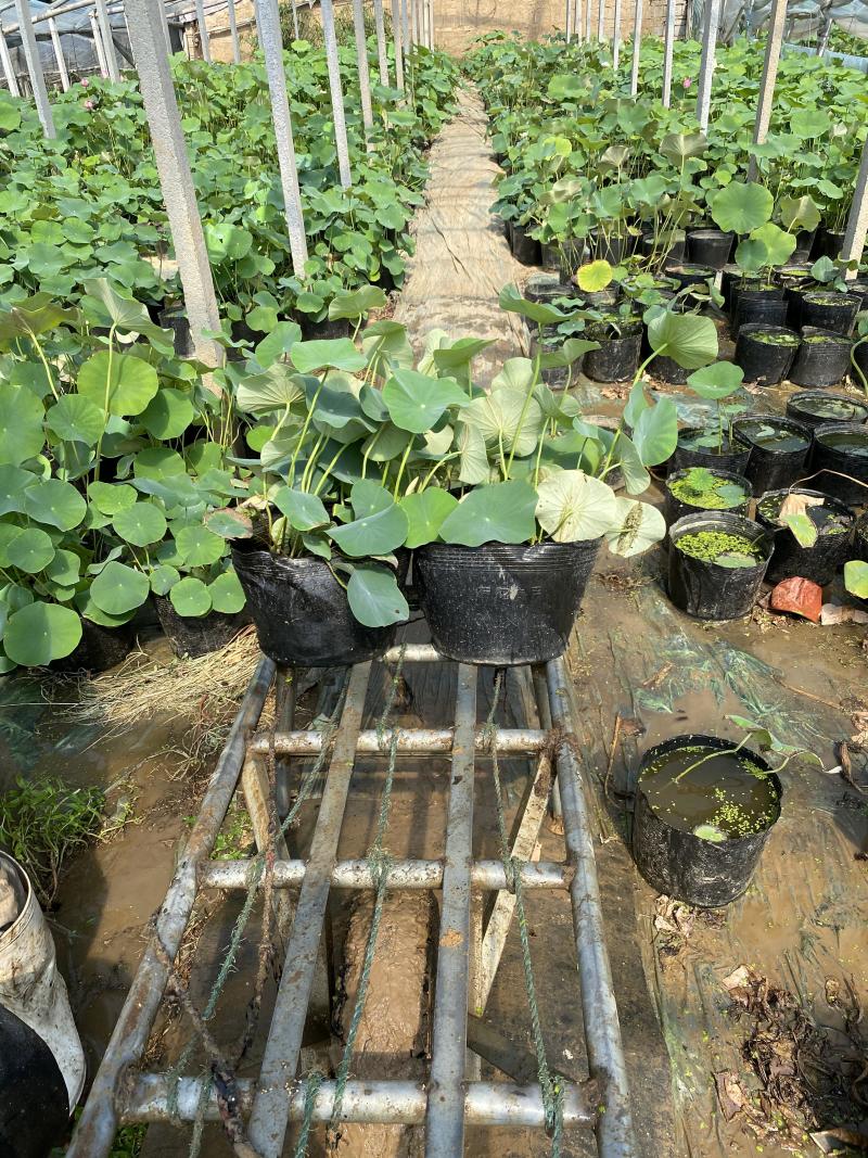 碗莲自产自销碗莲种植基地碗莲农户直销