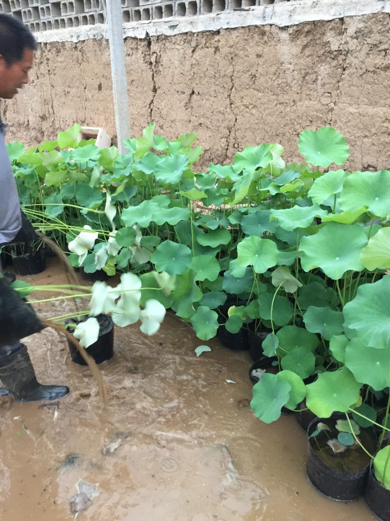 碗莲自产自销碗莲种植基地碗莲农户直销