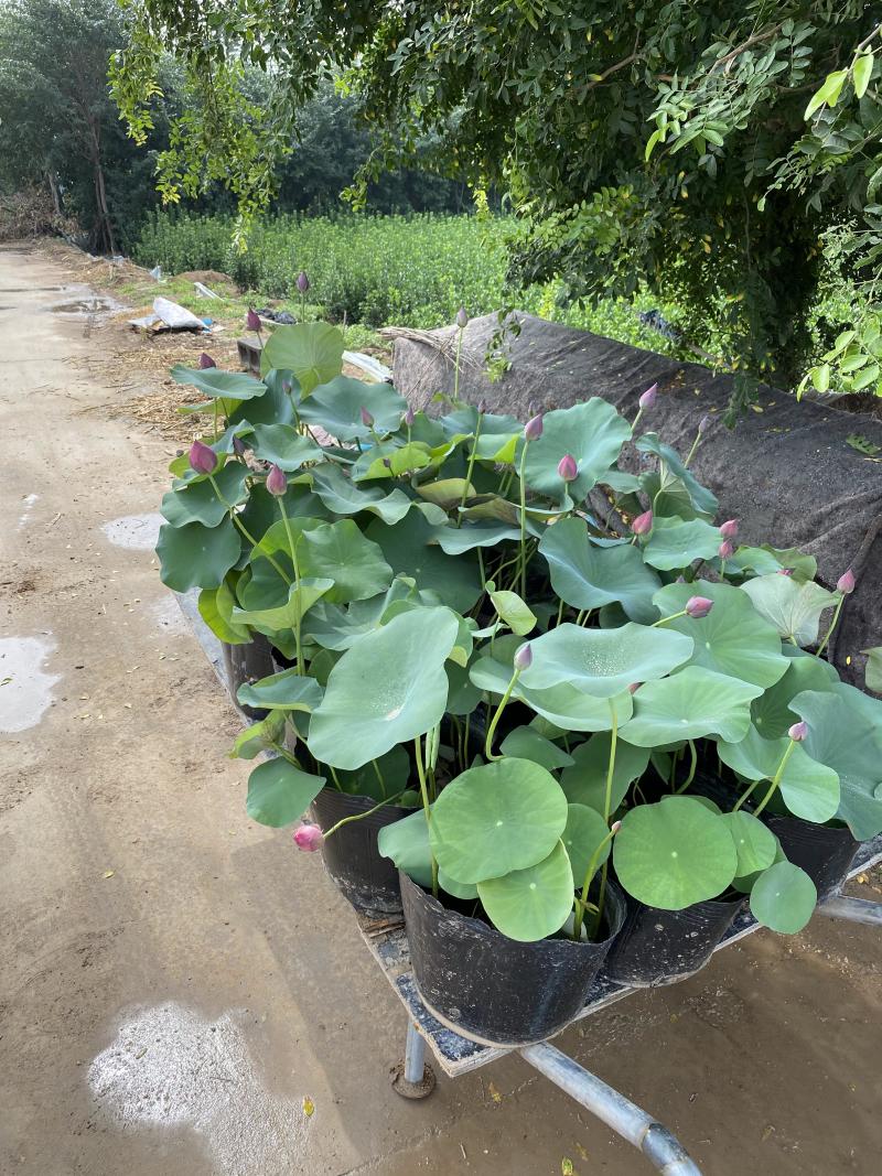 碗莲自产自销碗莲种植基地碗莲农户直销
