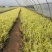 金叶石菖蒲自产自销金叶石菖蒲600万低价处理