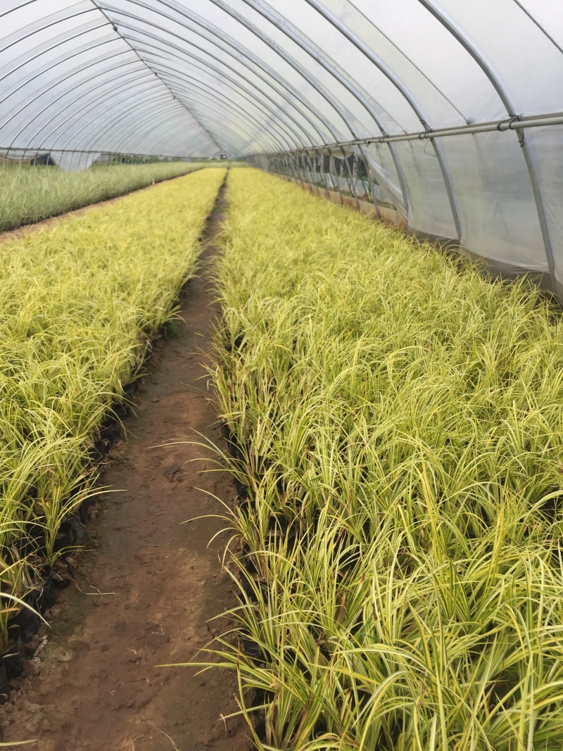 金叶石菖蒲自产自销金叶石菖蒲600万低价处理