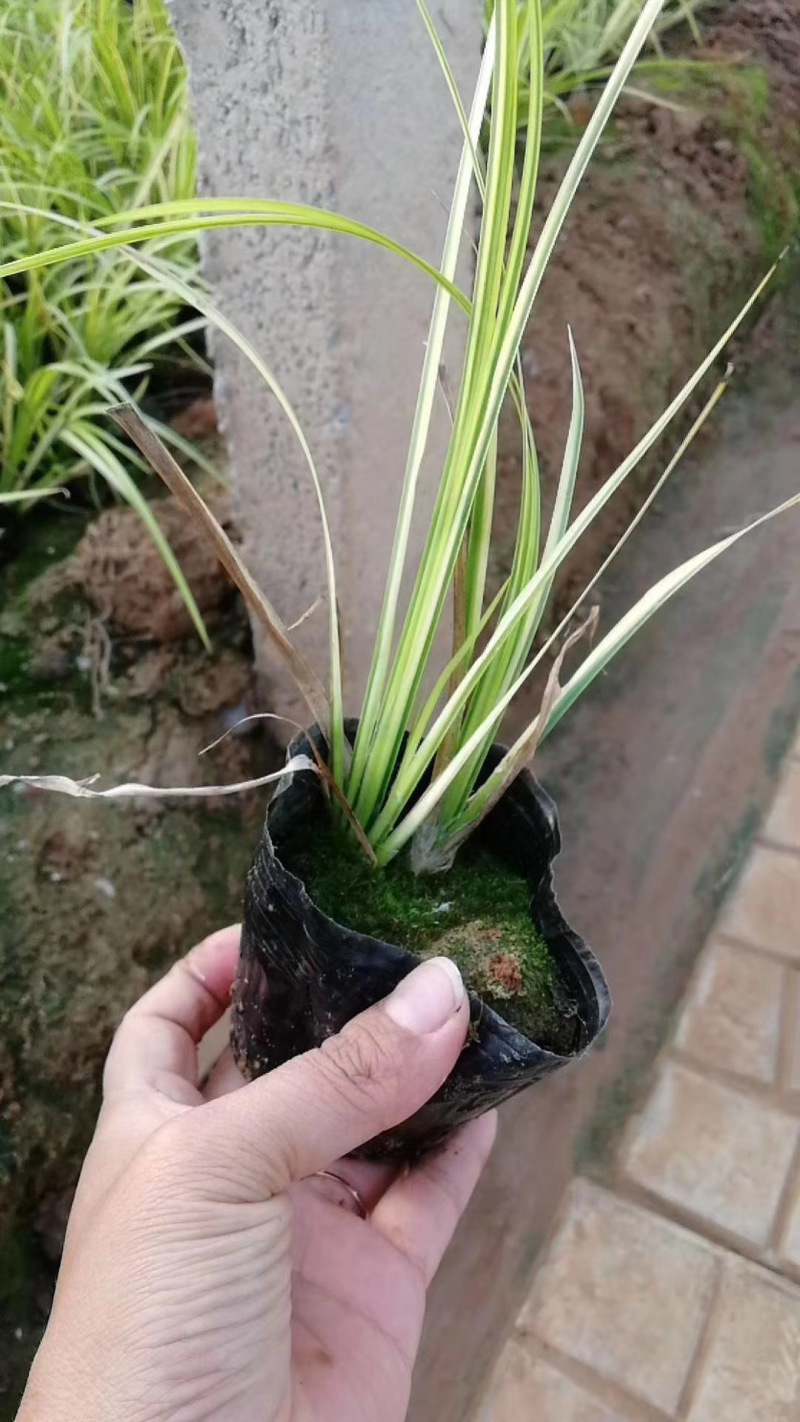 金叶石菖蒲自产自销金叶石菖蒲600万低价处理