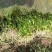 苦草自产自销苦草种植基地苦草青州基地直销