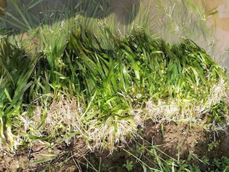 苦草自产自销苦草种植基地苦草青州基地直销