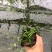 苦草自产自销苦草种植基地苦草青州基地直销