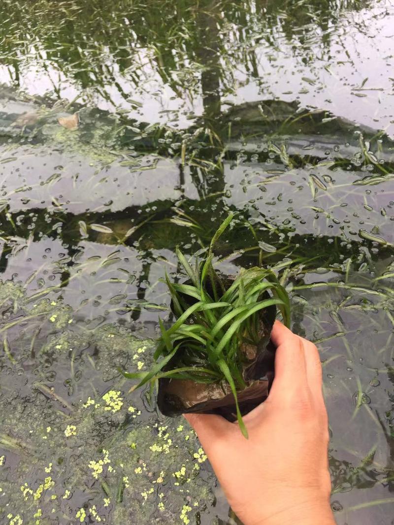 苦草自产自销苦草种植基地苦草青州基地直销