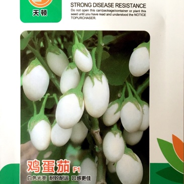 茄子种子白鸡蛋茄子早熟高产抗病紫红茄子种子耐热适应广