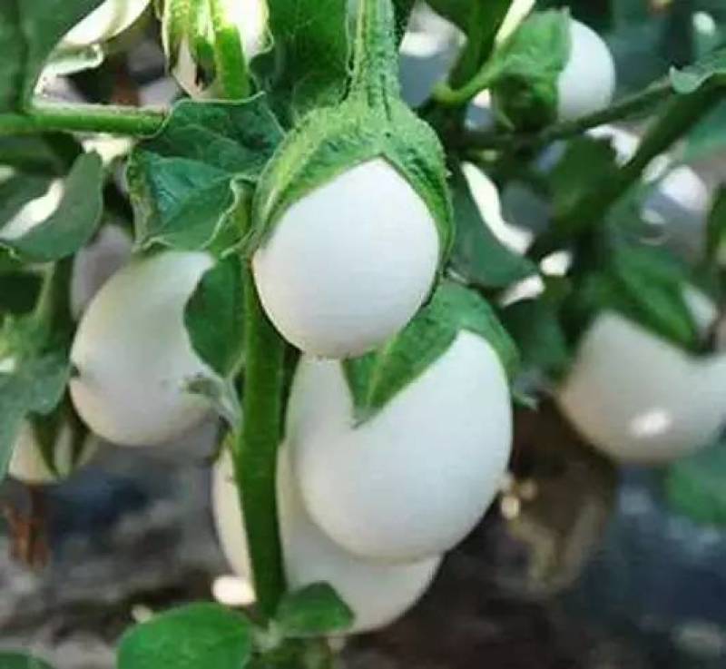 茄子种子白鸡蛋茄子早熟高产抗病紫红茄子种子耐热适应广