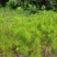 纸莎草自产自销纸莎草种植基地纸莎草低价丛生