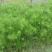 纸莎草自产自销纸莎草种植基地纸莎草低价丛生