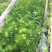 纸莎草自产自销纸莎草种植基地纸莎草低价丛生