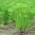 纸莎草自产自销纸莎草种植基地纸莎草低价丛生