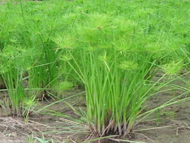 纸莎草自产自销纸莎草种植基地纸莎草低价丛生