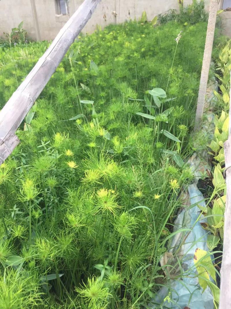 纸莎草自产自销纸莎草种植基地纸莎草低价丛生