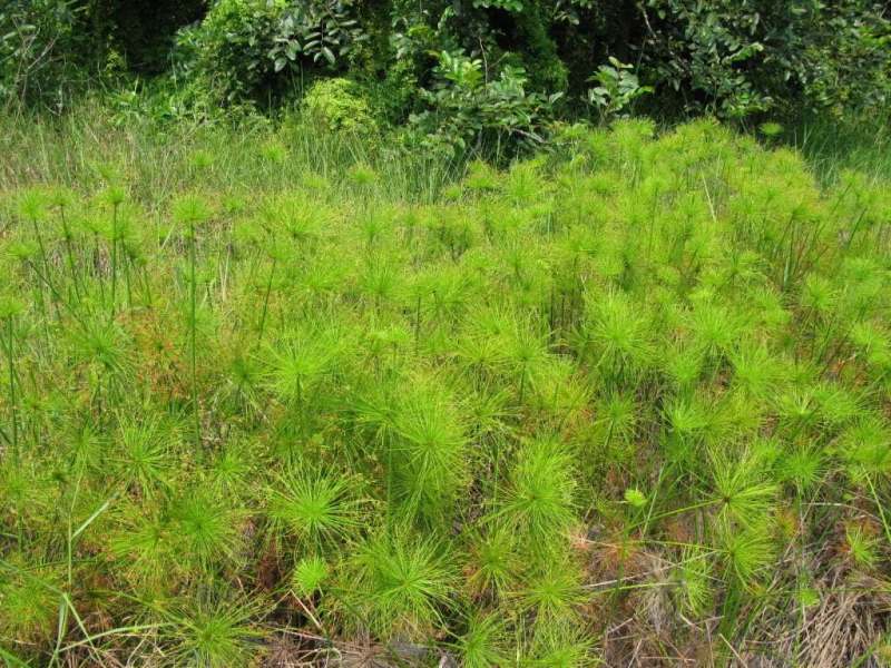 纸莎草自产自销纸莎草种植基地纸莎草低价丛生