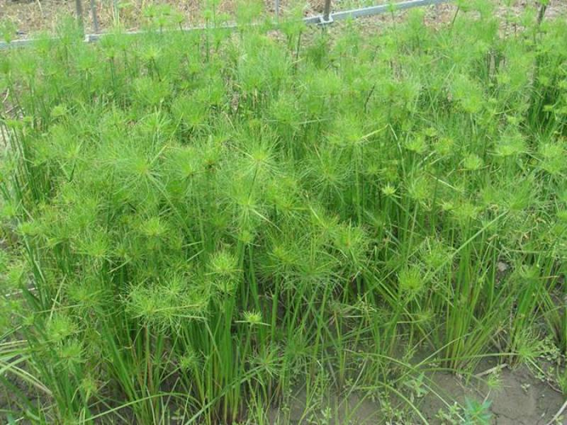 纸莎草自产自销纸莎草种植基地纸莎草低价丛生