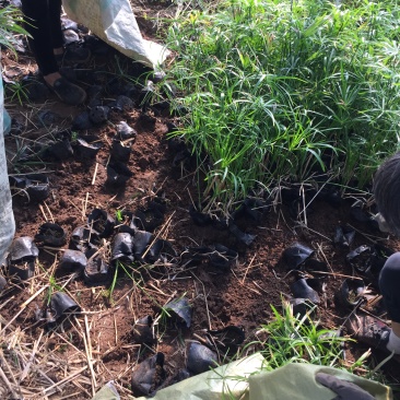 旱伞草自产自销旱伞草种植基地旱伞草60万低价处理