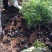 旱伞草自产自销旱伞草种植基地旱伞草60万低价处理
