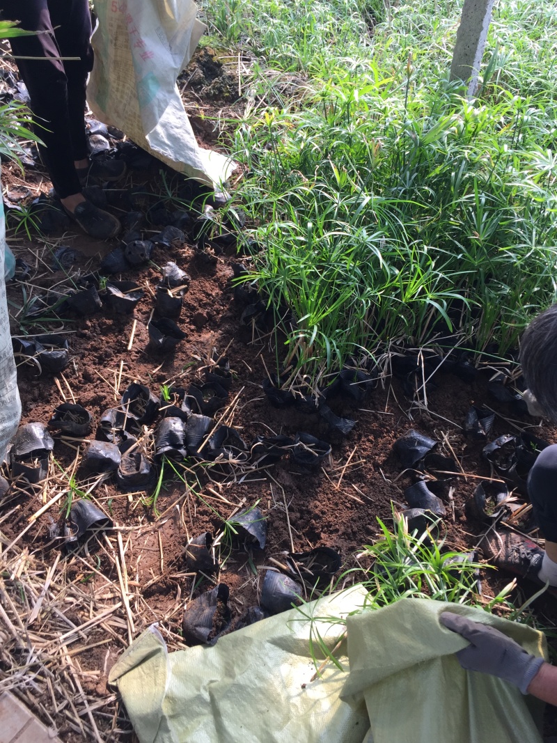 旱伞草自产自销旱伞草种植基地旱伞草60万低价处理