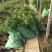 旱伞草自产自销旱伞草种植基地旱伞草60万低价处理