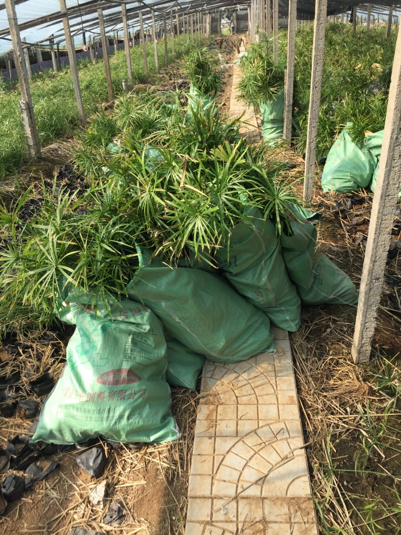 旱伞草自产自销旱伞草种植基地旱伞草60万低价处理
