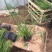旱伞草自产自销旱伞草种植基地旱伞草60万低价处理
