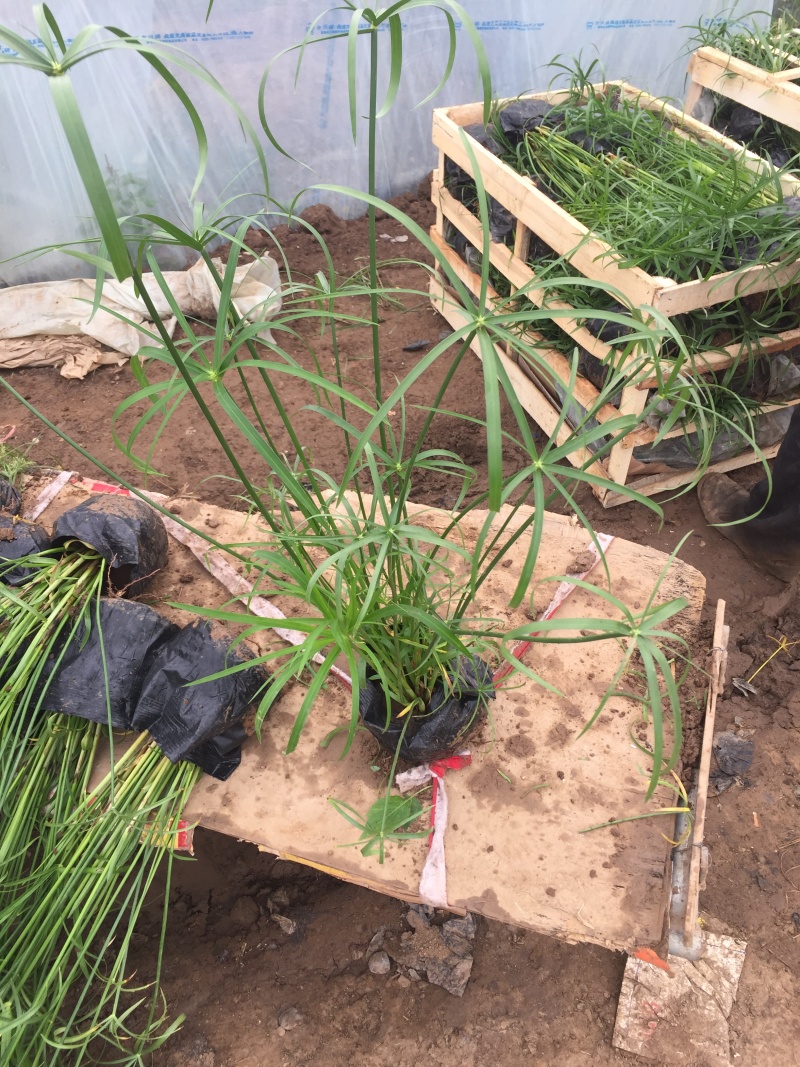 旱伞草自产自销旱伞草种植基地旱伞草60万低价处理