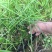旱伞草自产自销旱伞草种植基地旱伞草60万低价处理