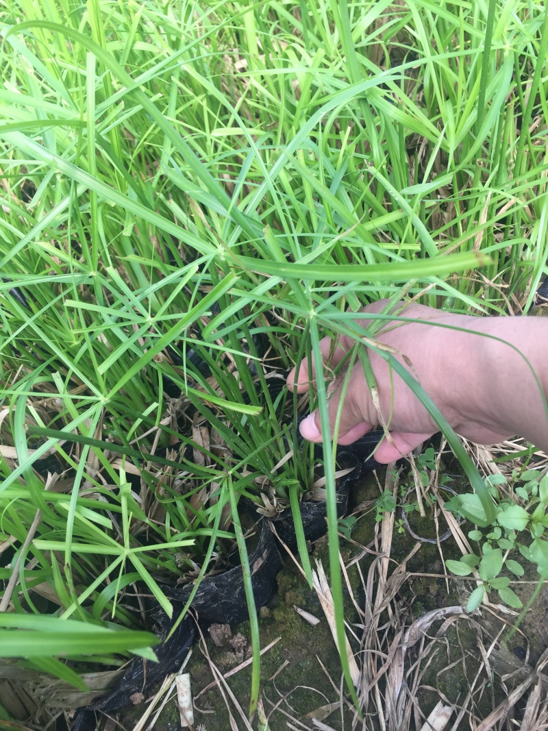 旱伞草自产自销旱伞草种植基地旱伞草60万低价处理