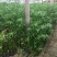 旱伞草自产自销旱伞草种植基地旱伞草60万低价处理