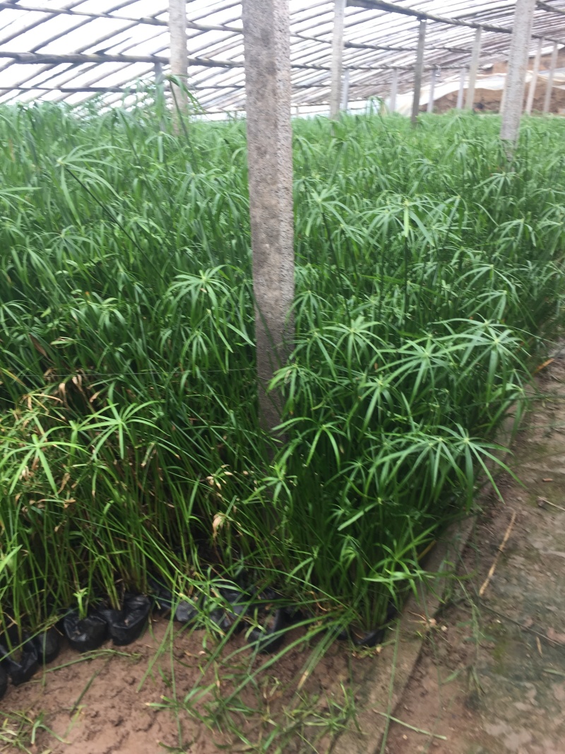 旱伞草自产自销旱伞草种植基地旱伞草60万低价处理