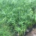 旱伞草自产自销旱伞草种植基地旱伞草60万低价处理