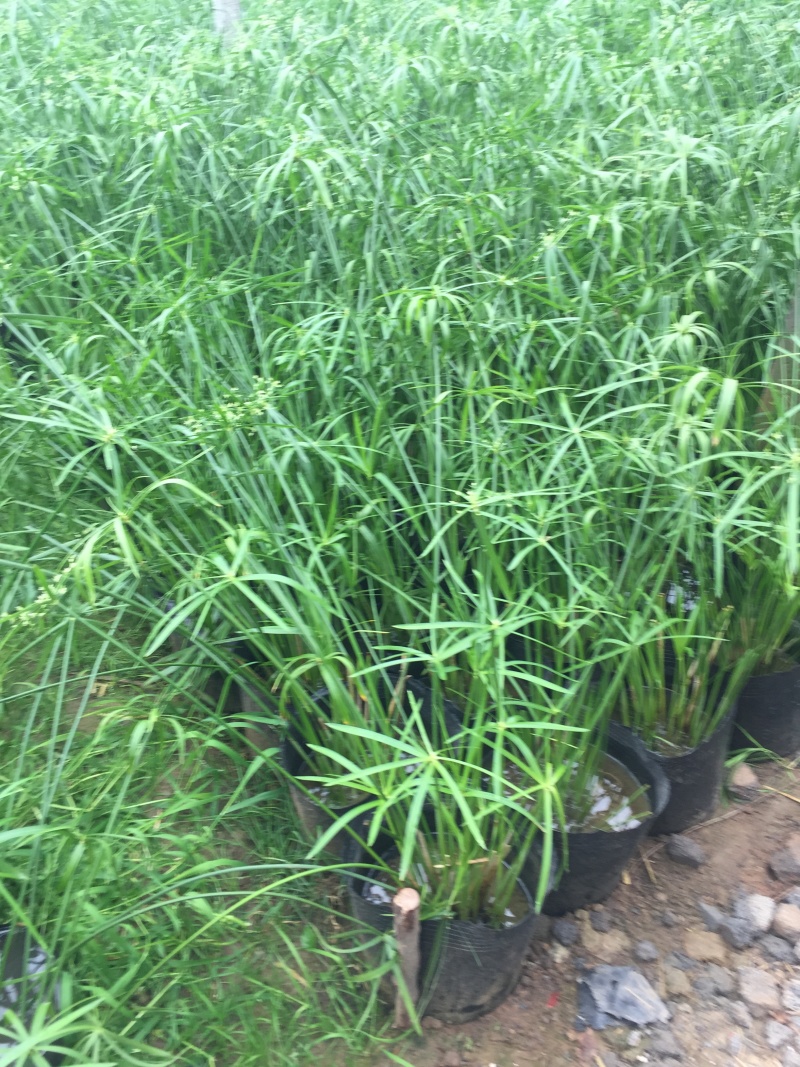 旱伞草自产自销旱伞草种植基地旱伞草60万低价处理