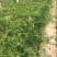 旱伞草自产自销旱伞草种植基地旱伞草60万低价处理