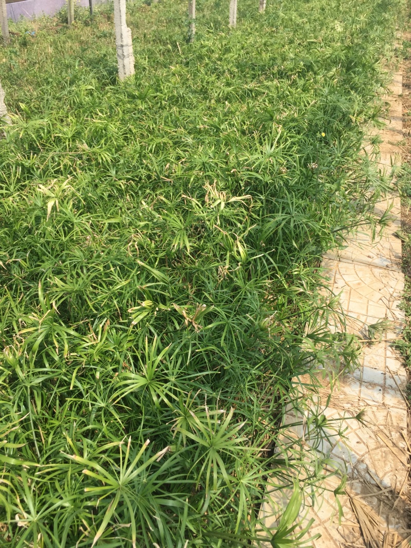 旱伞草自产自销旱伞草种植基地旱伞草60万低价处理
