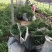 旱伞草自产自销旱伞草种植基地旱伞草60万低价处理