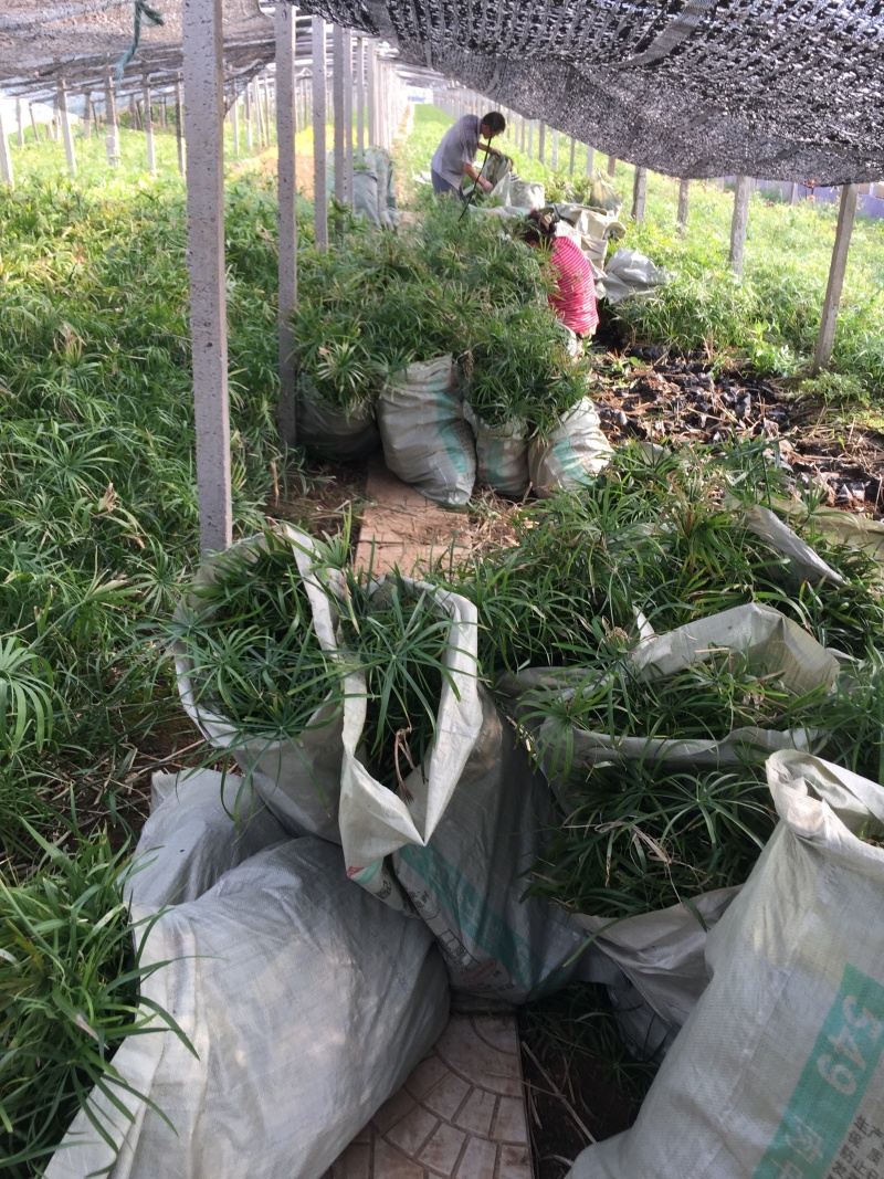 旱伞草自产自销旱伞草种植基地旱伞草60万低价处理