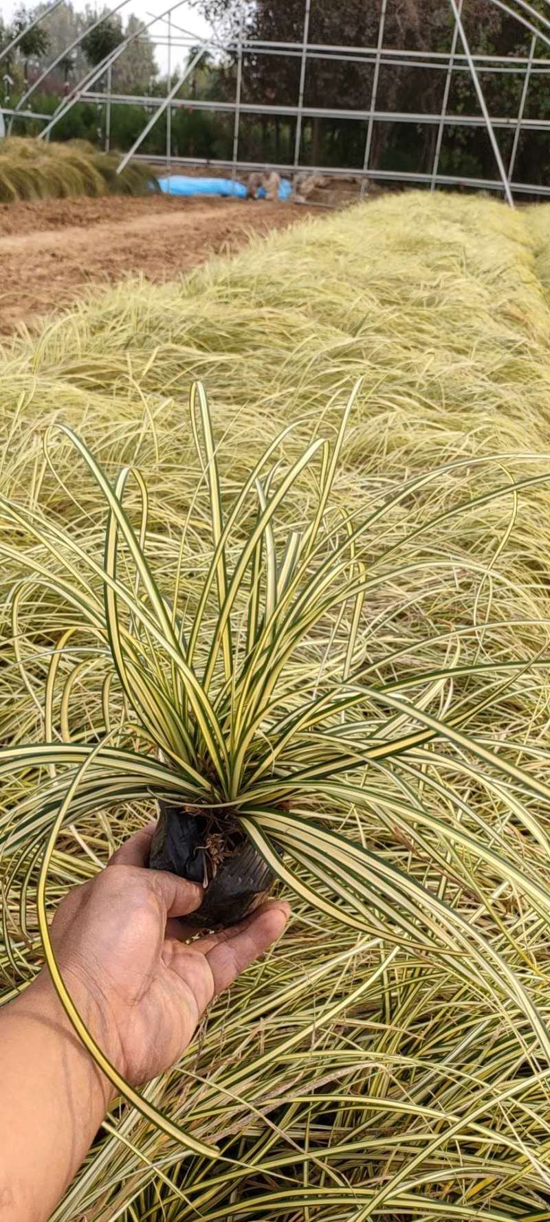 金叶苔草自产自销金叶苔草种植基地600万金叶苔草低价