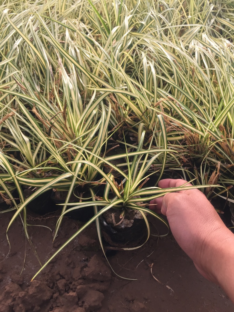 金叶苔草自产自销金叶苔草种植基地600万金叶苔草低价