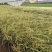 金叶苔草自产自销金叶苔草种植基地600万金叶苔草低价
