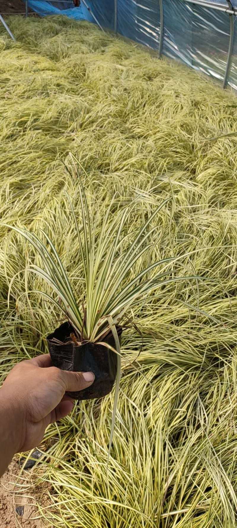 金叶苔草自产自销金叶苔草种植基地600万金叶苔草低价