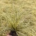 金叶苔草自产自销金叶苔草种植基地600万金叶苔草低价