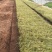 金叶苔草自产自销金叶苔草种植基地600万金叶苔草低价