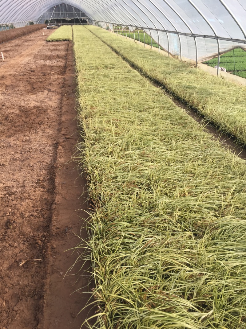 金叶苔草自产自销金叶苔草种植基地600万金叶苔草低价