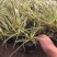 金叶苔草自产自销金叶苔草种植基地600万金叶苔草低价